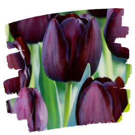 Tulip Bulbs Tulip Bulbs