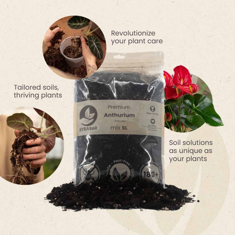 SYBASoil Premium Anthurium Potting Mix 5L | Airy Peat-Free Mix for  Anthuriums | Johnstown Garden Centre