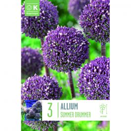 Allium Summer Drummer