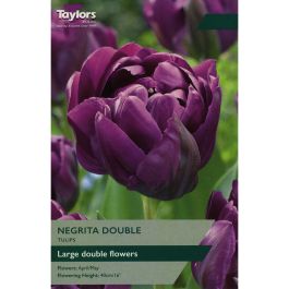 Tulip Negrita Double | Spring Flowering Bulbs | Johnstown Garden Centre