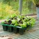 Gro-Sure Visiroot 20 Cell Tray (Pack of 8)