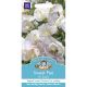 Sweet Pea High Scent