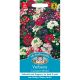 Verbena Compact Mixed