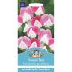 Sweet Pea Painted Lady (Grandiflora)