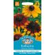 Rudbeckia Gloriosa Daisies