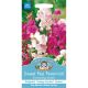Sweet Pea Perennial Everlasting Mixed