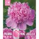 Paeonia Monsieur Jules Elie