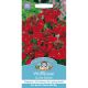Wallflower Scarlet Bedder