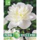 Paeonia Duchesse De Nemours