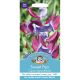 Sweet Pea Cupani (Grandiflora)