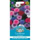 Cornflower Tall Mixed