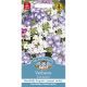 Verbena Scentsation