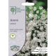 RHS Ammi Majus