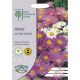 RHS Aster Alpine Mixed