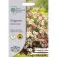 RHS Erigeron Profusion