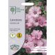RHS Lavatera Silver Cup