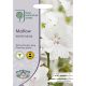 RHS Mallow White Musk