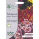 RHS Salpiglossis Royale Mixed F1