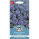 Brachycome Blue Star