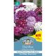 Dianthus Hollandia Mixed