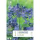Agapanthus Africanus