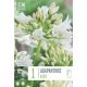 Agapanthus Albus