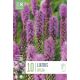Liatris Spicata