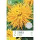 Dahlia Encore