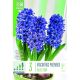 Hyacinth Early Forcing Blue Star