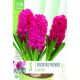 Hyacinth Early Forcing Jan Bos