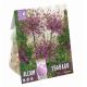 Allium Toabogo - Spider Firework Flower