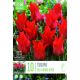 Tulip Red Riding Hood