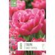 Tulip Sunset Tropical