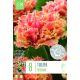 Tulip Brisbane - Premium Bulb Collection