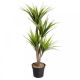 Faux Houseplants - Dragon Tree 104.5cm