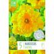 Narcissus Gold Disc - Premium Bulb Collection