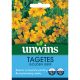 Tagetes Golden Gem