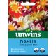 Dahlia Harlequin Mix
