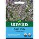 Salvia Euphoria