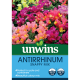 Antirrhinum 'Snappy' Mix