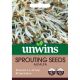 Sprouting Seeds Alfalfa