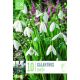 Galanthus Elwesii Snowdrops