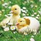 Napkin 33x33cm Newborn Chicks (Pack of 20)
