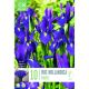 Iris Hollandica Purple