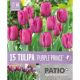 Patio Collection - Tulip Triumph Purple Prince