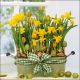 Napkin 33x33cm Daffodils (Pack of 20)