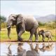 Napkin 33x33cm Elephant (Pack of 20)