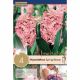 Hyacinth Double Spring Beauty