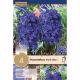 Hyacinth Double Manhattan