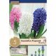 Hyacinth Prepared Early Forcing Mixed Colours